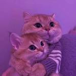 Mohammad Gz Profile Picture